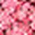 Multi Color chicle-Rojo Multi Color chicle-Rojo